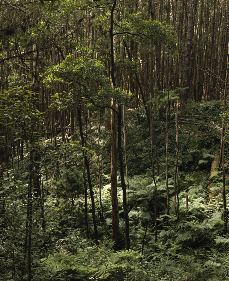 RAINFOREST COLLECTION